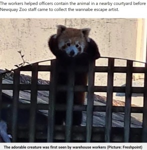 愛くるしい姿のレッサーパンダ、サンダラ。サンダラを最初に目撃したのは、同園から約800メートル離れた青果卸売業者「フレッシュポイント（Freshpoint）」のスタッフだった（画像は『Metro　2023年5月30日付「Red panda escapes Newquay Zoo to go on a trip to the fruit market」（Picture: Freshpoint）』のスクリーンショット）