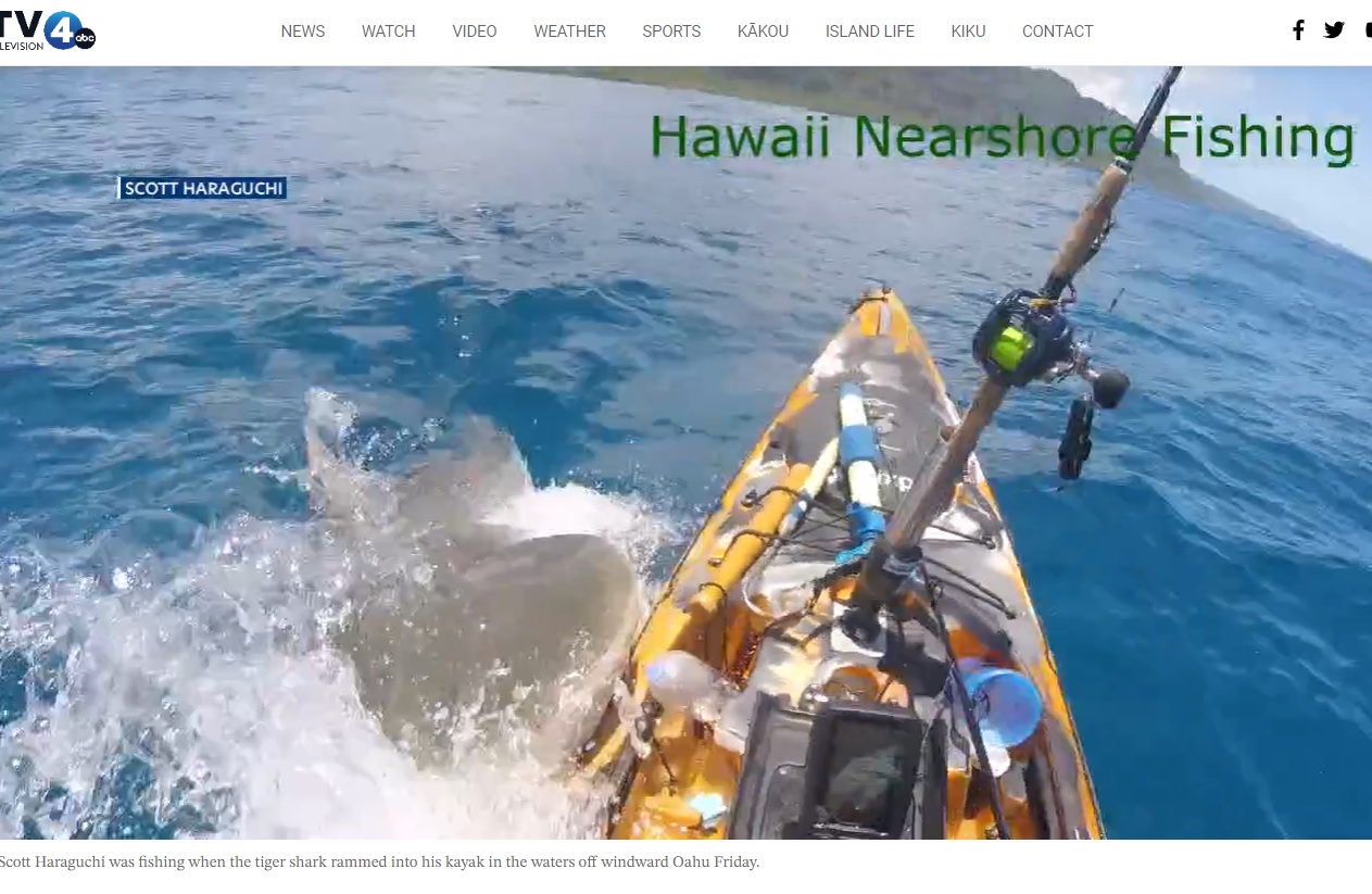 サメは水中から頭を出すとそのままカヤック左側面に噛みつくように突撃した。スコットさんは当初、カメだと思ったそうだが、イタチザメだったという（画像は『KITV 4 Island News　2023年5月13日付「Shark attacks kayak off Kualoa, caught on camera」』のスクリーンショット）