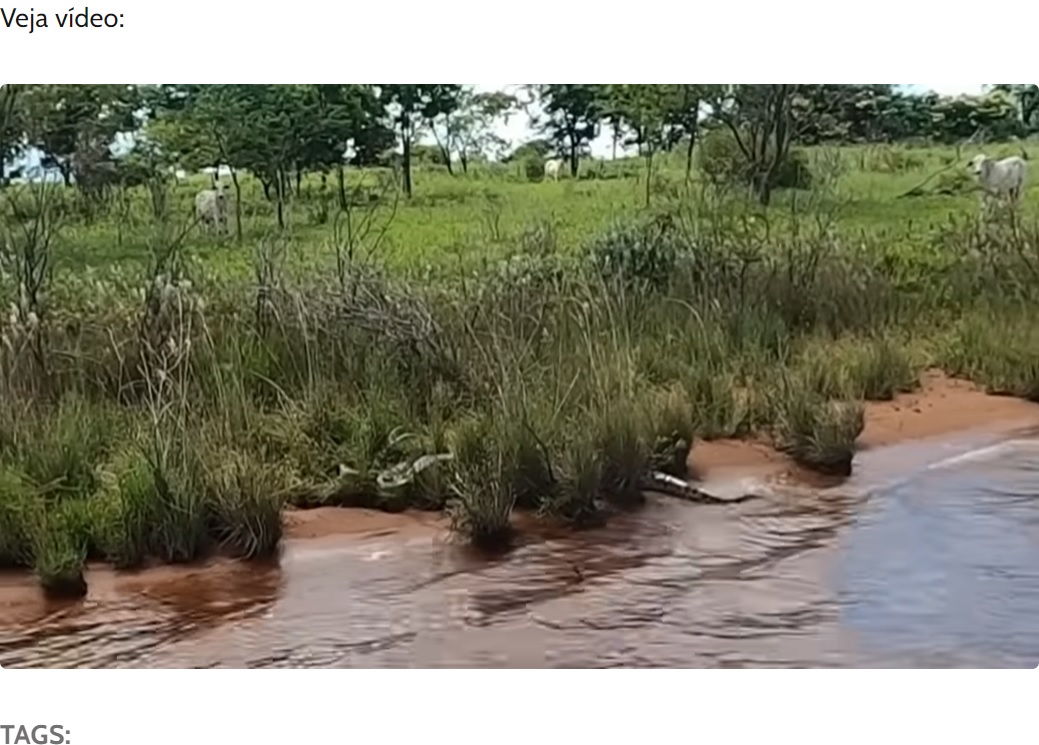 ブラジル中部ゴイアス州で今年2月、船釣りをしていたマルセロ・パレイラさんが水辺に大きなオオアナコンダがいるのを発見。思わずカメラを構えた（画像は『iBahia　2023年5月22日付「VÍDEO: 'Anaconda' gigante regurgita sucuri no interior de Goiás」』のスクリーンショット）