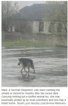 飼い主の死後、行き場を失った犬　ぬいぐるみを咥えて雨の中をさまよう（米）＜動画あり＞