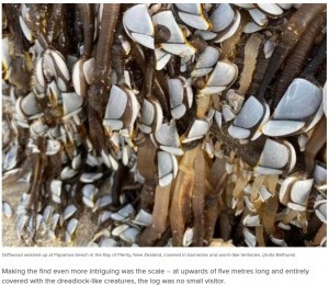 専門家は「ヨーロッパの一部の地域で高級食材として扱われている生き物」としたが、ニュージーランド自然保護局は「違う種類の可能性がある」と述べている（画像は『9News　2023年5月9日付「‘Alien’ log covered in strange creatures washes up on New Zealand beach」（Anita Bethune）』のスクリーンショット）