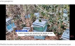 コーヒー農園に設置されていた「アフリカナイズドミツバチ」の巣箱。転落したバスから這い出した人々はたちまちミツバチの群れに取り囲まれ襲撃を受けた（画像は『100％ Noticias　2023年5月8日付「Cuatro muertos por picaduras de abejas al caer bus a barranco en Yalí, Jinotega」』のスクリーンショット）