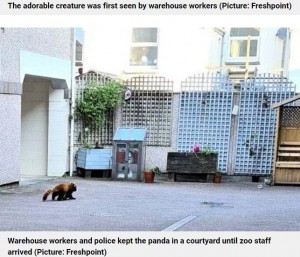 フレッシュポイントのスタッフは、裏庭に入っていったサンダラが逃げないように入り口を塞ぎ、警察に通報。その後、動物園のスタッフがネットを使って捕獲した（画像は『Metro　2023年5月30日付「Red panda escapes Newquay Zoo to go on a trip to the fruit market」（Picture: Freshpoint）』のスクリーンショット）