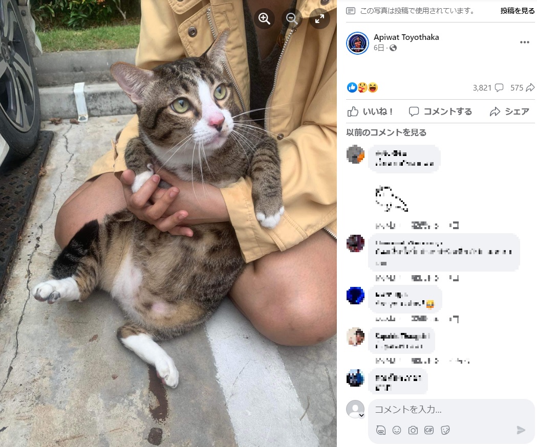 被害に遭った車の所有者は、ガラスを割った犯人がマンション6階から転落した猫だと分かると、猫好きだったため怒るに怒れなかったそうだ（画像は『Apiwat Toyothaka　2023年5月27日付Facebook「7 โมงเช้า นิติ โทรมาแจ้งบอกมีแมวตกใส่รถ」』のスクリーンショット）