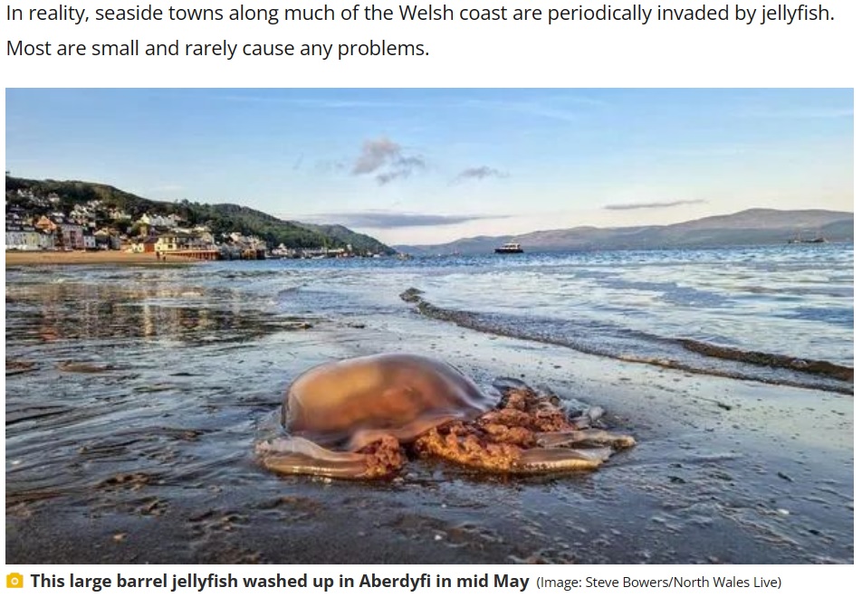 先月中旬、グウィネズ州アベルダビの浜辺で目撃された巨大クラゲ。潮の流れや大量のプランクトンが原因の赤潮に導かれてやってきたと推測されている（画像は『Manchester Evening News　2023年6月3日付「Monster ‘bad boy’ jellyfish washes up on beach at popular seaside village」（Image: Steve Bowers/North Wales Live）』のスクリーンショット）