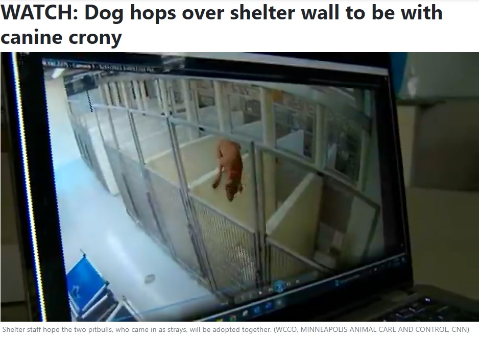 1メートル半はあると思われる壁を乗り越え、体勢を崩しながらもリンダがいる隣のサークルにジャンプしたブレンダ。監視カメラの映像を見たマディソンさんは「2頭を引き離してはいけない」と確信した（画像は『25 News Now　2023年6月6日付「WATCH: Dog hops over shelter wall to be with canine crony」（WCCO, MINNEAPOLIS ANIMAL CARE AND CONTROL, CNN）』のスクリーンショット）