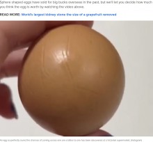 【海外発！Breaking News】10億個に1個の確率！　“完璧に丸い”鶏の卵を発見　過去には13万円超で売れたことも（豪）＜動画あり＞