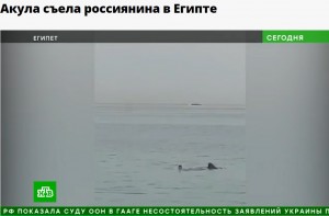 岸から約30メートル付近で遊泳中だったウラジミール・ポポフさんがイタチザメに襲われた。イタチザメの背ビレがウラジミールさんの頭よりも大きいのが分かる（画像は『НТВ.Ru　2023年6月8日付「Акула съела россиянина в Египте」』のスクリーンショット）