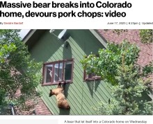 【海外発！Breaking News】留守宅に侵入のクマ、肉にありつくも“高すぎた”2階窓から脱出できず大苦戦（米）＜動画あり＞