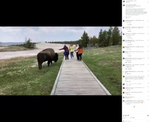 木道脇で草を食べるバイソンのすぐそばで女性が左手を伸ばして立ち、別の女性がカメラを構えている。しかしこの直後、バイソンが女性に頭突き！（画像は『TouronsOfYellowstone　2023年5月22日付Instagram「The consequences of a bison selfie attempt!」』のスクリーンショット）
