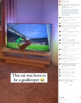 【海外発！Breaking News】テレビを見た子猫、ゴールキーパーになりきり「サッカー界のレジェンド」の声＜動画あり＞