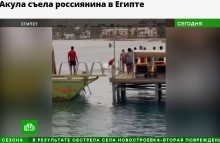 父親の目前で起きたサメの激しい攻撃　23歳ロシア人男性、為す術もなく死亡（エジプト）＜動画あり＞