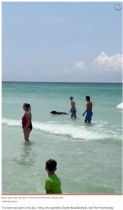 【海外発！Breaking News】「海でクマを見るなんて！」海水浴客に混じって泳ぐ姿に驚愕（米）＜動画あり＞