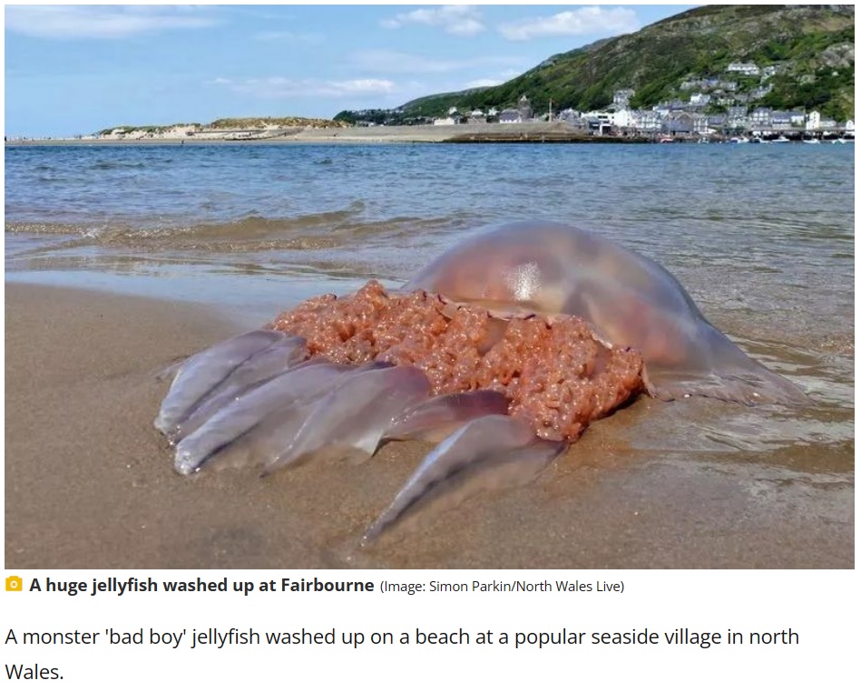 英ウェールズのフェアボーンの浜辺で、体長1メートル超の巨大なクラゲが打ち上がる。半透明の傘からは大きな触手や口腕が伸びており、キレイな状態で横たわっていた（画像は『Manchester Evening News　2023年6月3日付「Monster ‘bad boy’ jellyfish washes up on beach at popular seaside village」（Image: Simon Parkin/North Wales Live）』のスクリーンショット）