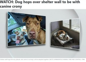 5月中旬、ミネアポリス動物ケア＆コントロールにやって来たブレンダ（茶色の被毛）とリンダ。一緒に保護され、施設内の隣同士のサークルに入れられたのだが…（画像は『25 News Now　2023年6月6日付「WATCH: Dog hops over shelter wall to be with canine crony」（WCCO, MINNEAPOLIS ANIMAL CARE AND CONTROL, CNN）』のスクリーンショット）