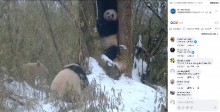 野生では世界に1頭　アルビノのパンダに「シロクマかと思った」の声（中国）＜動画あり＞