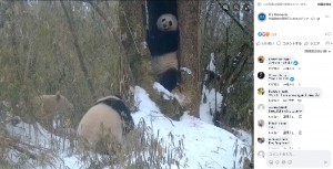 【海外発！Breaking News】野生では世界に1頭　アルビノのパンダに「シロクマかと思った」の声（中国）＜動画あり＞