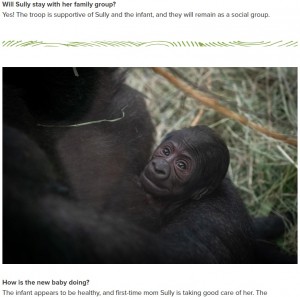 生まれたばかりで、まだ名前も付けられていないサリーの赤ちゃん。ぴったりとママにくっついて、つぶらな瞳でママを見つめているのだろうか（画像は『Blog | Columbus Zoo and Aquarium　2023年7月19日付「A Gorilla Birth Brings Two Surprises for the Columbus Zoo」』のスクリーンショット）