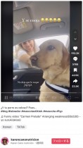 【海外発！Breaking News】飼い主の浮気現場を見た犬、冷たい表情で完全無視を決め込む（メキシコ）＜動画あり＞