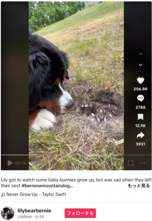 【海外発！Breaking News】赤ちゃんウサギを見守り続けた犬、巣立った後の空の巣穴を寂しそうに見つめる（米）＜動画あり＞