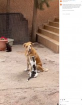 【海外発！Breaking News】盲目で病弱の犬に優しく寄り添い、マッサージする動物シェルターの猫たち（モロッコ）＜動画あり＞