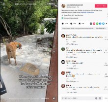 【海外発！Breaking News】「最高のコンシェルジュ！」Airbnb宿泊先の犬、毎朝のようにビーチへ案内（英）＜動画あり＞