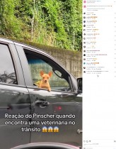 【海外発！Breaking News】渋滞中の車から獣医を見つけた犬、その表情に大爆笑（ブラジル）＜動画あり＞