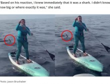 【海外発！Breaking News】パドルボードの背後にピタリと付ける不気味なサメと、冷静さを失わない女性（米）＜動画あり＞