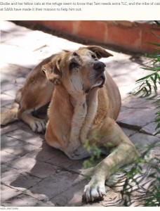 遺伝性疾患「エーラス・ダンロス症候群（皮膚無力症）」を患うオス犬“タム”。今から9年前、SARAで誕生したものの、目が見えず引き取り手は現れなかった（画像は『The Dodo　2023年7月8日付「Shelter Staff Catches Cats Giving Massages To Blind Dog Who Needs Them The Most」（HAZEL SKEET/SARA）』のスクリーンショット）