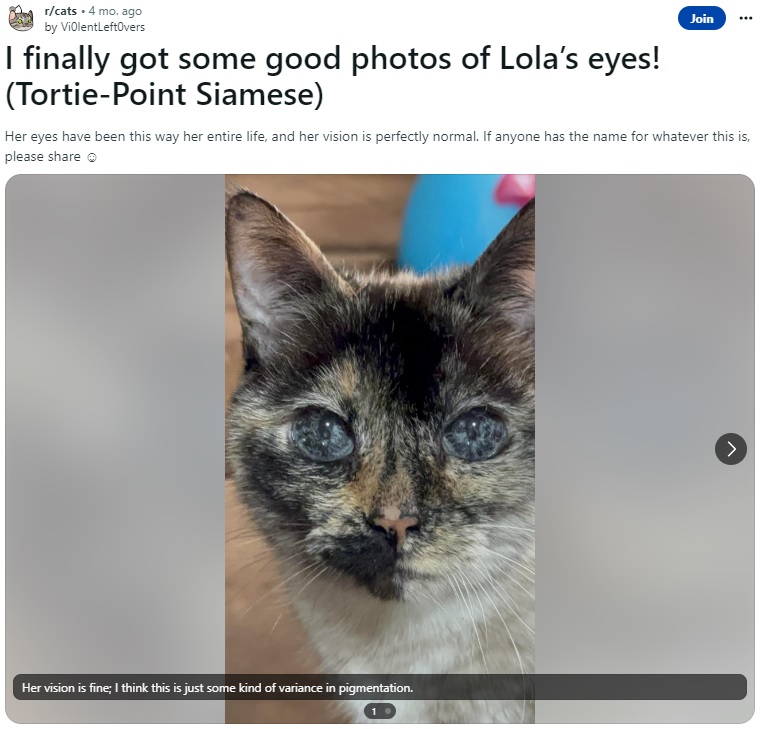 まるで銀河のような目を持つ17歳のメスのシャム猫“ローラ”。獣医によると、視力には全く問題がないそうだ（画像は『Vi0lentLeft0vers　2023年4月25日付Reddit「I finally got some good photos of Lola’s eyes!」』のスクリーンショット）