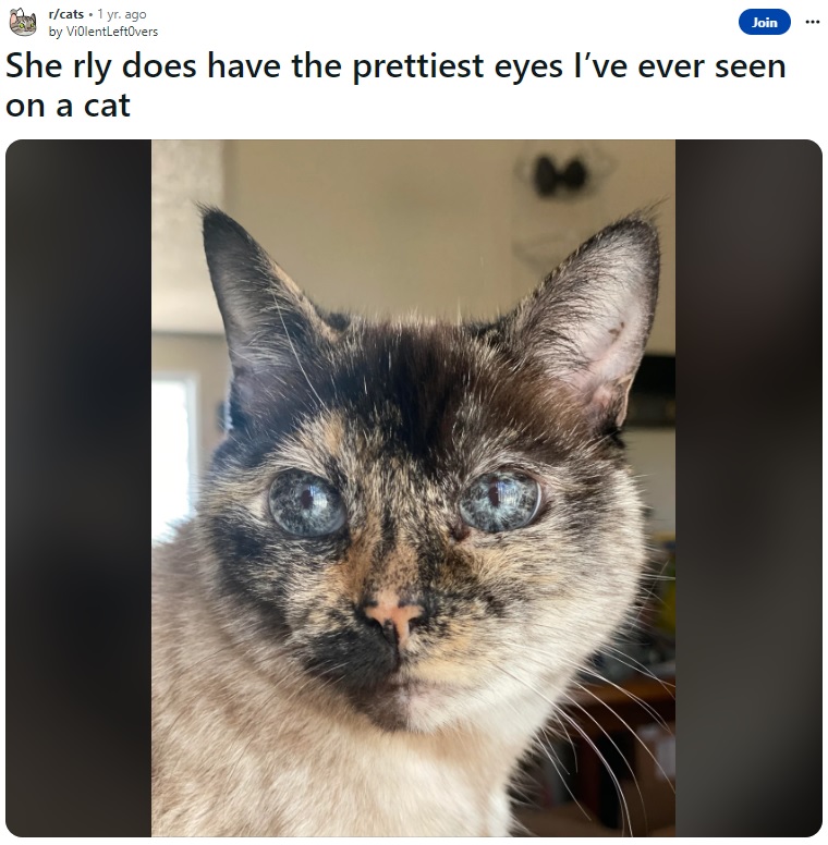 2006年に誕生したローラは、ジェイドさんが10年前に友人から譲り受けた猫で、生まれた時から“銀河の目”を持っていた（画像は『Vi0lentLeft0vers　2022年9月21日付Reddit「She rly does have the prettiest eyes I’ve ever seen on a cat」』のスクリーンショット）