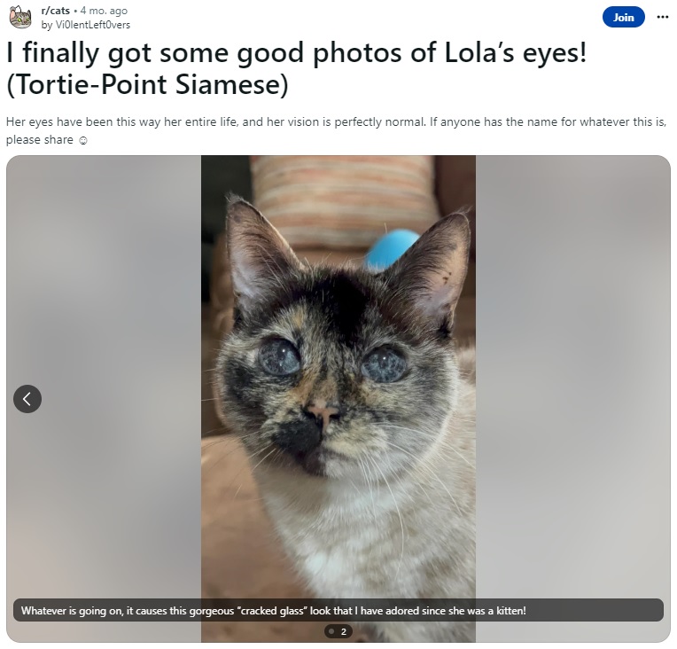 17歳の長寿猫のローラ。飼い主のジェイドさんは、そんなローラとの限られた時間を楽しむようにしているという（画像は『Vi0lentLeft0vers　2023年4月25日付Reddit「I finally got some good photos of Lola’s eyes!」』のスクリーンショット）