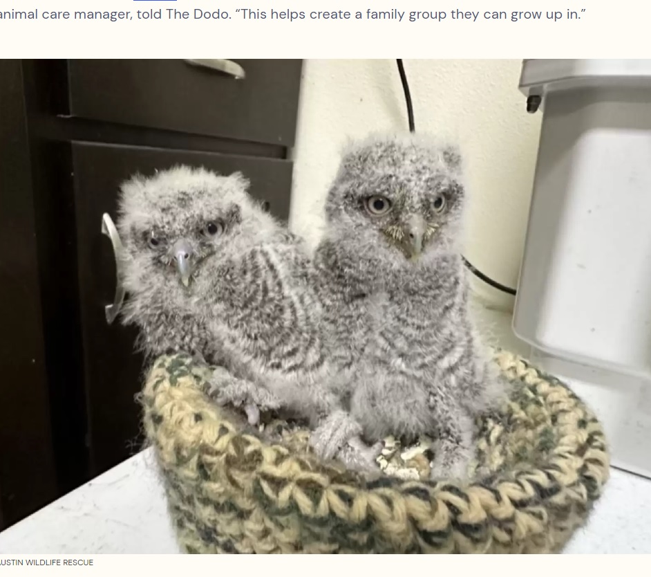米テキサス州オースティンの動物保護施設で保護されたアメリカオオコノハズクのヒナ。通常は親鳥のもとに返すが、巣に帰れない場合は施設で育て、野生に戻すという（画像は『The Dodo　2023年8月25日付「Rescue Owls Are Stunned To Realize They’ve Arrived At Their Favorite Place」（AUSTIN WILDLIFE RESCUE）』のスクリーンショット）