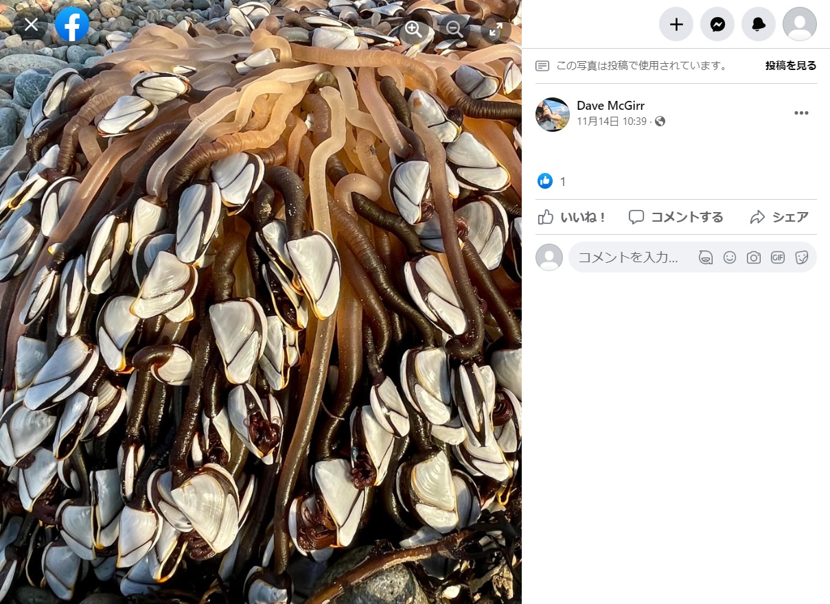 ウェールズ北西部のクリクキエス・ビーチで発見された奇妙な高級珍味。貝殻から無数に伸びる触手がまるでエイリアンのよう（画像は『Dave McGirr　2022年11月14日付Facebook「I don’t want to create a stampede but I noticed a large piece of driftwood on Criccieth Beach today with some very strange sea creatures」』のスクリーンショット）