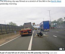 【海外発！Breaking News】高速道路を走行中のトラックから牛が投げ出される衝撃の瞬間　荷台の床が抜け落ちたか（英）＜動画あり＞
