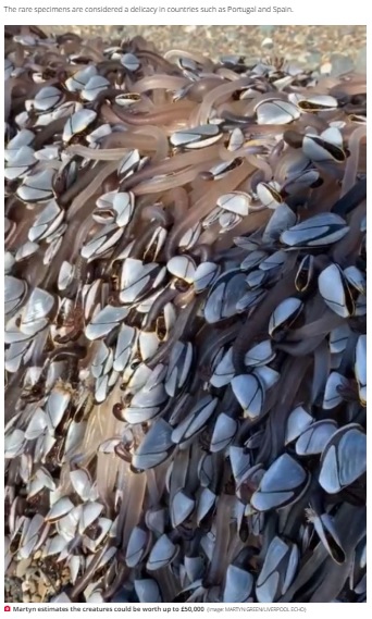 2020年9月、イギリスのノース・ウェールズ、カナーヴォン近くの浜辺で見つかった流木に張り付いた大量の貝 。これがなんと価値ある物だった（画像は『Daily Star　2020年9月7日付「Creepy alien-like sea creatures wash up on Brit beach and could be worth ‘￡50,000’」（Image: MARTYN GREEN/LIVERPOOL ECHO）』のスクリーンショット）