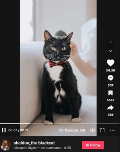 ウクライナ出身のナディアさんとパートナーの男性が飼っている黒猫のオス“シェルドン（Sheldon）”。夜間に寝室にやってきてはちょっかいを出している（画像は『Шелдон і Шурік — кіт і шиншила　2023年6月25日付TikTok』のスクリーンショット）
