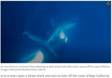 【海外発！Breaking News】シャチが体長8メートル超のジンベエザメを攻撃、肝臓を食べる（メキシコ）＜動画あり＞
