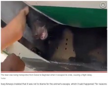 【海外発！Breaking News】飛行機に積まれたクマがクレートから脱走、貨物室を自由に歩き回り大騒ぎに（アラブ首長国連邦）＜動画あり＞
