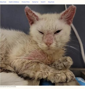 疥癬の症状は主に痒み、フケ、発疹、脱毛などであるが、ミスティックのケースは重症で、全身の皮膚が硬くなっていた。少しだけ目を開けられるようになったミスティック（画像は『The Dodo　2023年8月12日付「Foster Mom Gasps When Rescued Cat Is Finally Able To Open His Eyes」（INSTAGRAM/TURTLECATFOSTER）』のスクリーンショット）
