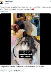 乳がんがリンパ節に転移して手術をし、抗がん剤や放射線治療が始まったユンさんは髪が抜け始め、美容院で頭を剃ってもらった（画像は『The Dodo　2023年7月19日付Twitter「This is the most empathetic and loyal dog ever」』のスクリーンショット）