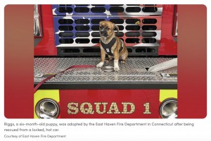 【海外発！Breaking News】50度の車内に置き去りにされた子犬、消防署のサポート犬として迎えられる（米）＜動画あり＞