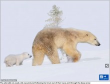 【海外発！Breaking News】ワンオペ育児の熊のお母さん、しつこくジャレる我が子に頭を抱えてギブアップ？（カナダ）