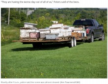 【海外発！Breaking News】トラックから巣箱が落下、ミツバチ500万匹が飛び交う　警察官「大変な光景だった」（カナダ）