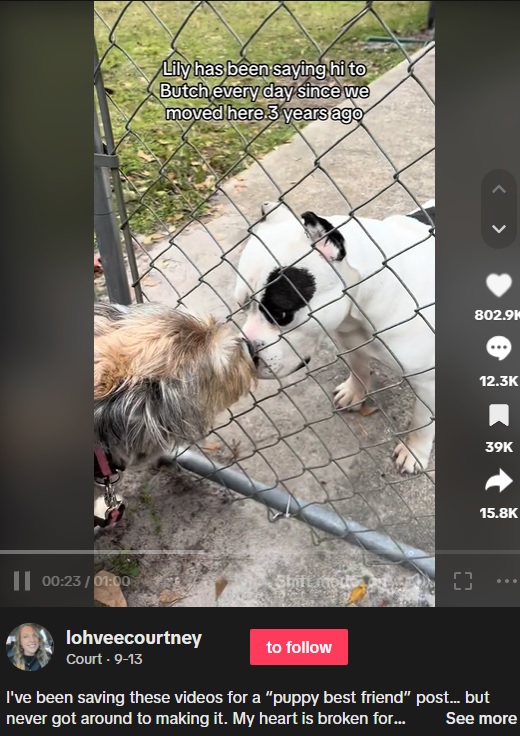 米フロリダ州で、フェンス越しに毎日、3年間挨拶を交わしてきた飼い犬の“リリー”（左）と友達犬の“ブッチ”。飼い主は「朝の散歩のハイライトだった」と語っている（画像は『Court　2023年9月13日付TikTok「I’ve been saving these videos for a “puppy best friend” post…」』のスクリーンショット）