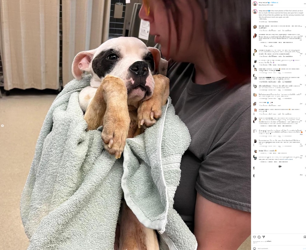 今年5月、米ミズーリ州のバス停に捨てられた犬。地元の動物シェルターが保護し、数週間で広い庭を駆け回るようになっていた（画像は『Stray Rescue of St. Louis　2023年5月11日付Instagram「A few more photos of She-Ra’s arrival」』のスクリーンショット）