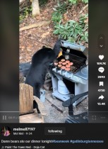 【海外発！Breaking News】BBQグリルの蓋を開けハンバーグ10枚完食、ダイエット・コークを味わうクマに物議（米）＜動画あり＞