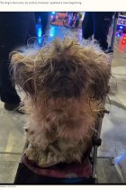 【海外発！Breaking News】飼育放棄の犬、重い被毛をトリミング後に露わになった顔が“天使”だった（米）