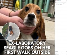 実験動物だったビーグル犬、救助され初めて外を散歩する姿に涙（米）＜動画あり＞