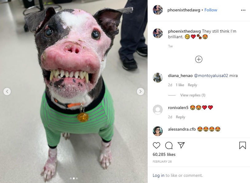 米オクラホマ州の路上で2019年11月に保護された皮膚の炎症を持つ犬。自己免疫疾患を患っていることが判明し、愛情いっぱいのケアを受けていた（画像は『Phoenix　2020年2月26日付Instagram「They still think I’m brilliant.」』のスクリーンショット）